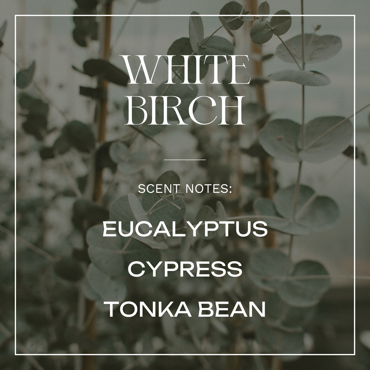 White Birch – 13 oz Soy Candle